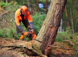 Best Tree Risk Assessment  in Rosewood Heights, IL